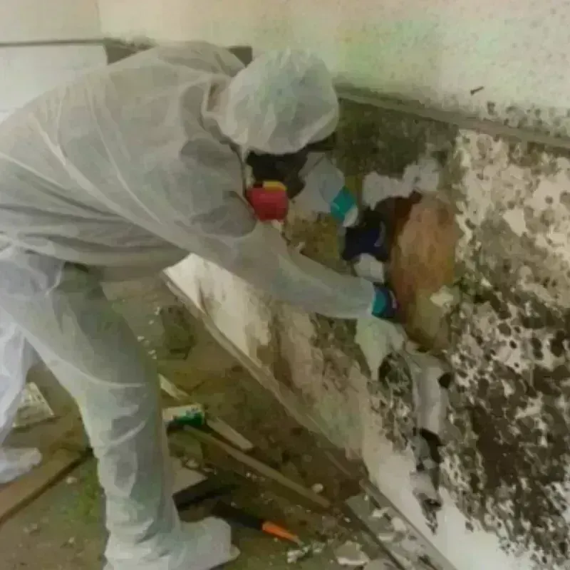 Mold Remediation and Removal in Pope County, AR